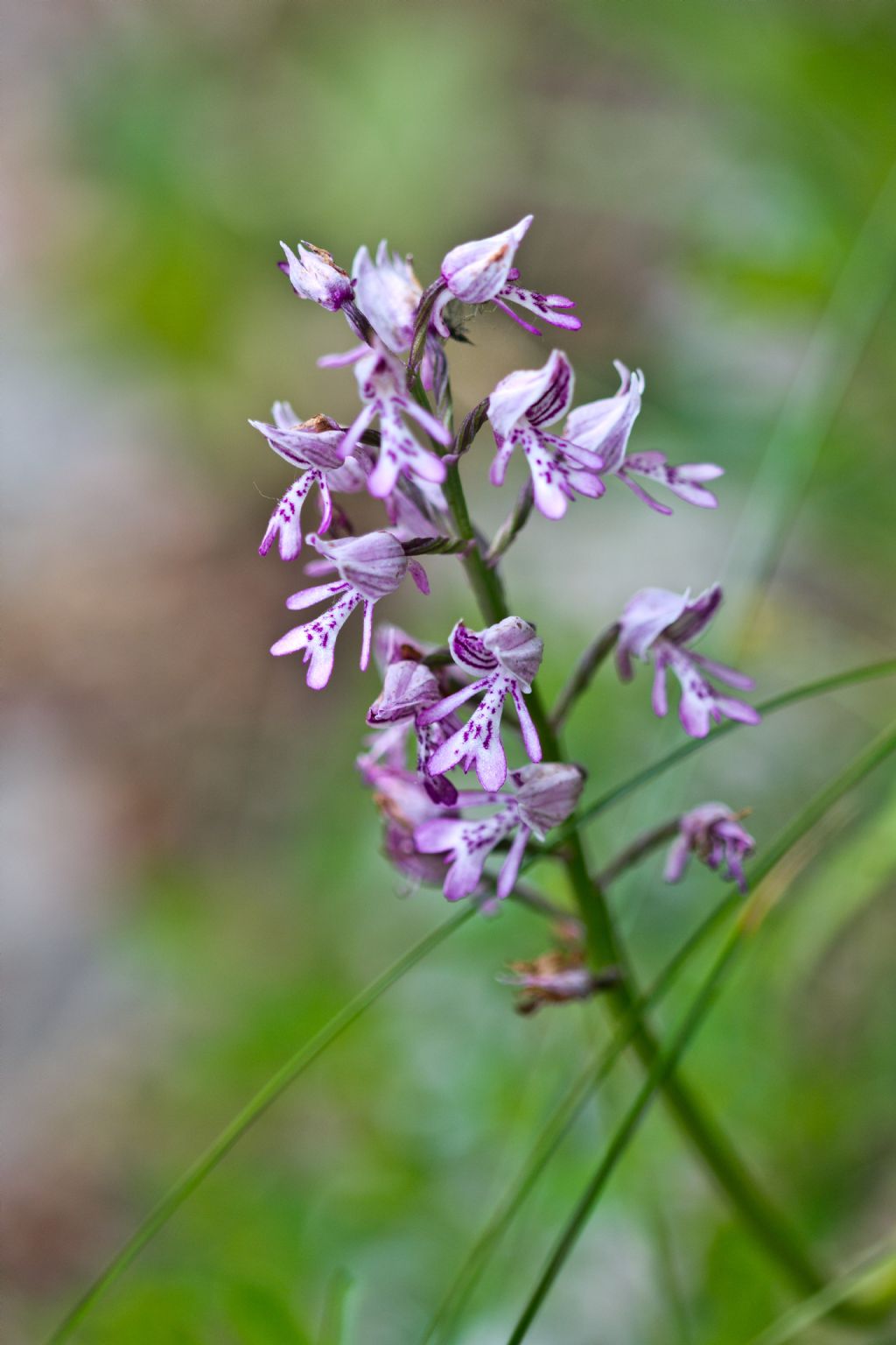 Dactylorhiza sambucina e Orchis militaris